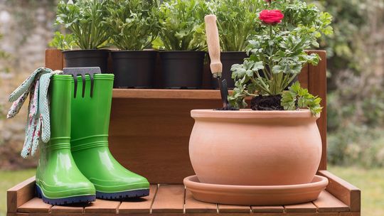 Co sadzić w ogrodzie w marcu? Te kwiaty możesz posadzić już teraz