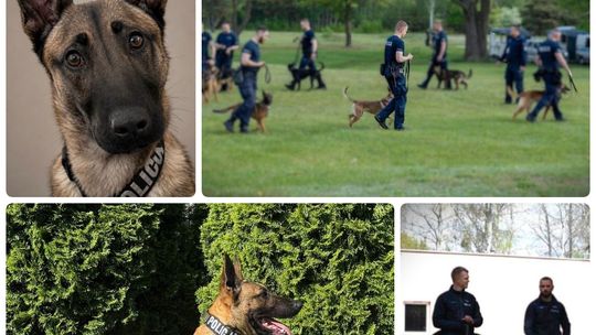 Nowe wzmocnienie w starogardzkiej Policji. Poznajcie Dexę!