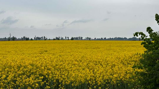 Rzepak przestał rosnąć przez suszę. Rolnicy likwidują uprawy i czekają na decyzje