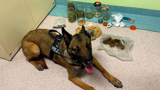 Susz roślinny i ciastka z narkotykami - starogardzcy policjanci zatrzymali 26-letniego dilera!