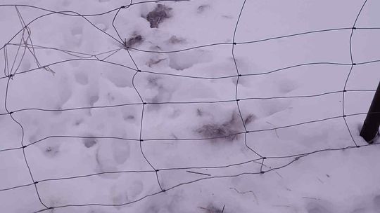 Wilki w Lisówku. Nadleśnictwo uspokaja: „Nie ma powodów do paniki”