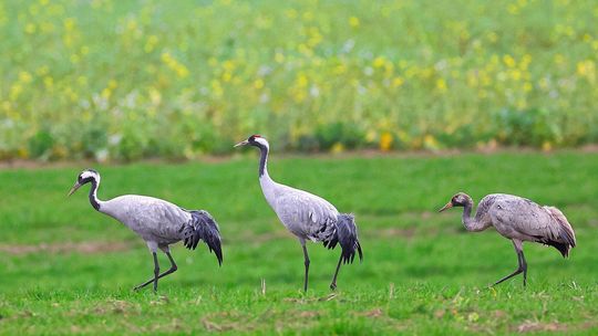 Wiosenne poranki z ptakami – kto wrócił, a kto jeszcze śpi?