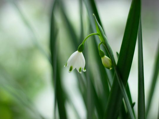 10 intensywnie pachnących kwiatów do ogrodu