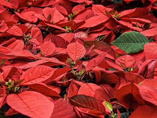 12.12.2023 - Ważny dzień w kalendarzu. Dzień Gwiazdy Betlejemskiej