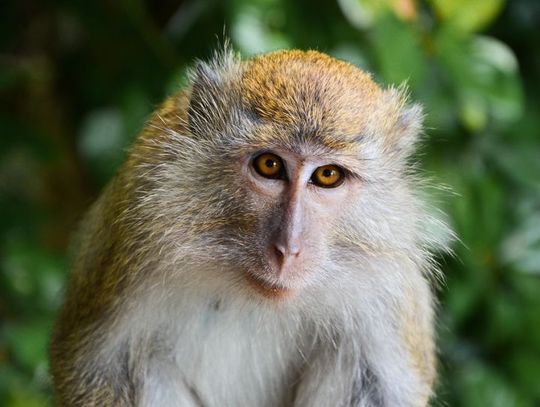 14 grudnia 2025 r. - Ważny dzień w kalendarzu. Międzynarodowy Dzień Małpy 14 grudnia 2025 r. - Ważny dzień w kalendarzu. Międzynarodowy Dzień Małpy