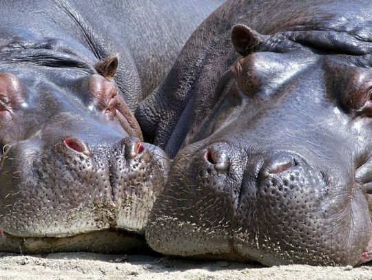15 lutego 2024 r. - Ważny dzień w kalendarzu. Światowy Dzień Hipopotama