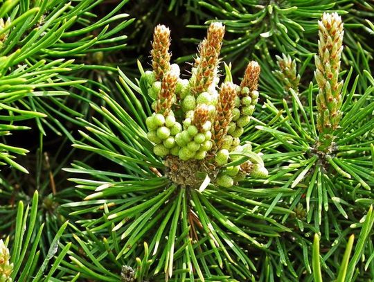 19 grudnia 2025 r. - Ważny dzień w kalendarzu. Dzień Wiecznie Zielonych Roślin 19 grudnia 2025 r. - Ważny dzień w kalendarzu. Dzień Wiecznie Zielonych Roślin