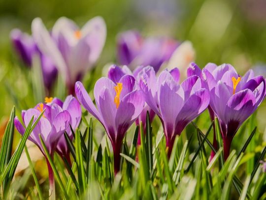 20 Marca 2026 r. - Ważny dzień w kalendarzu. Początek Astronomicznej Wiosny 20 Marca 2026 r. - Ważny dzień w kalendarzu. Początek Astronomicznej Wiosny