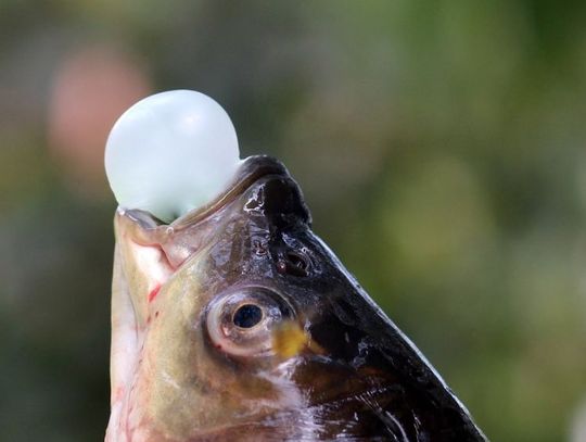 7 lutego 2025 r. - Ważny dzień w kalendarzu. Dzień Gumy Balonowej