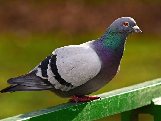 9 kwietnia 2025 r. - Ważny dzień w kalendarzu. Światowy Dzień Gołębia