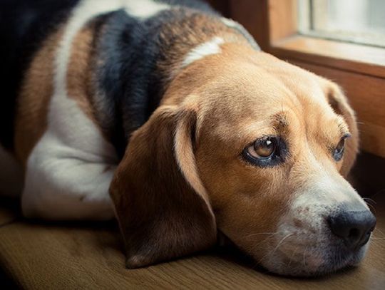 Apel TOZ o zabezpieczenie czworonogów 