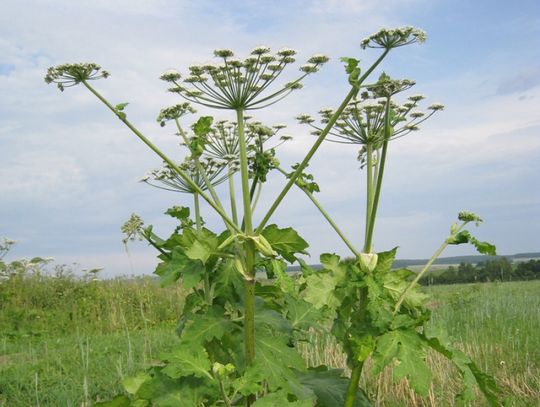 Barszcz Sosnowskiego. Jest podobny do kopru, lecz bardzo niebezpieczny