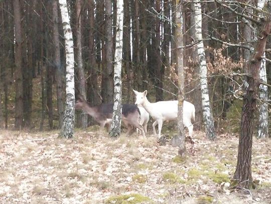 Białe daniele przy drodze. To efekt mutacji genów