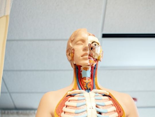 Biologia rozszerzona w klasie 4 – podręczniki, karty pracy i materiały do matury