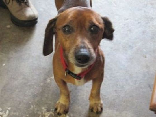 „Było słychać przeraźliwy pisk” Zaginął pies, czy został zabity?