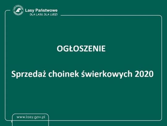 Choinki z nadleśnictwa - piękne i pachnące 