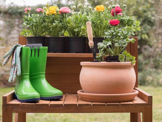 Co sadzić w ogrodzie w marcu? Te kwiaty możesz posadzić już teraz