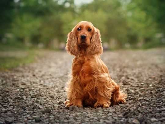 Cocker Spaniel: poznaj zasady żywienia Twojego psa z Piesotto!