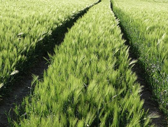 Czy warto jeść mięso?