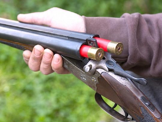 Czy wilk został zastrzelony? Prokuratura prowadzi śledztwo