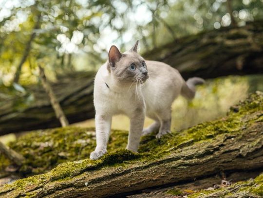 Dlaczego warto zmienić karmę po zabiegu sterylizacji?