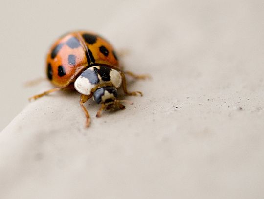 Doleciały na Kociewie. Czy dokucza Wam inwazja biedronek? 