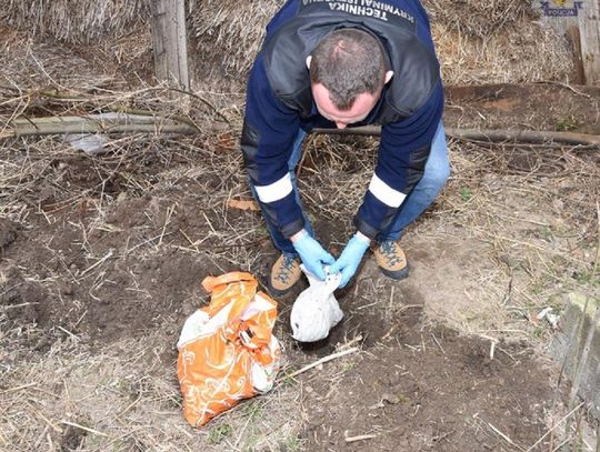 FILM, FOTO: Policjanci zabezpieczyli blisko 1,5 kilogramów narkotyków 