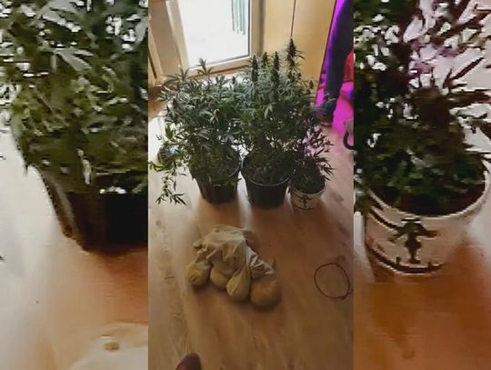 FILM: Uprawiał marihuanę w szafie. 31-latka zatrzymali starogardzcy funkcjonariusze 