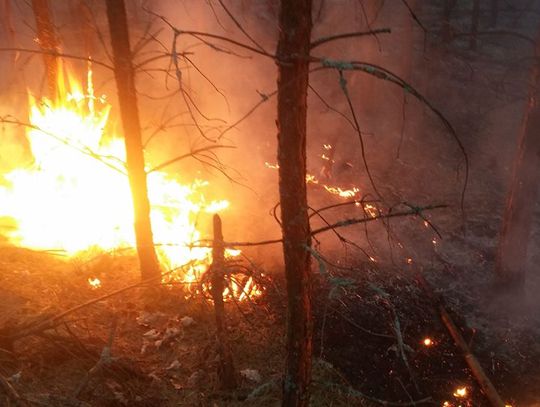 FOTO: Spłonął las przy ulicy Lubichowskiej! W akcji brało udział 9 zastępów straży pożarnej 