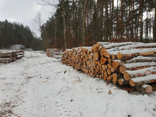 FOTO: Trwa wycinka lasu nieopodal ul. Lubichowskiej. Mieszkańcy: to jedna z ostatnich leśnych enklaw w mieście!