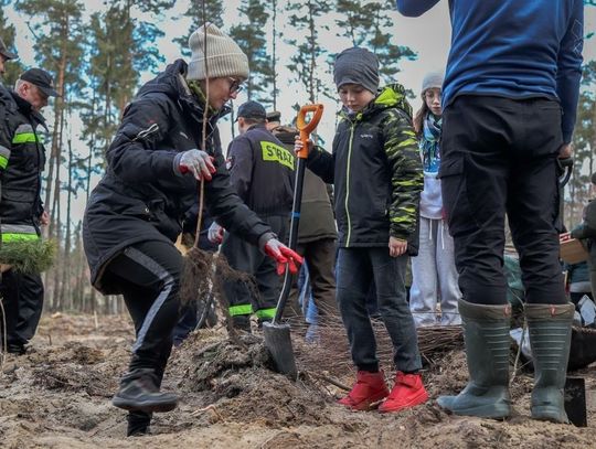 [FOTO] Wspólnymi siłami posadzili las przy ulicy Rebelki