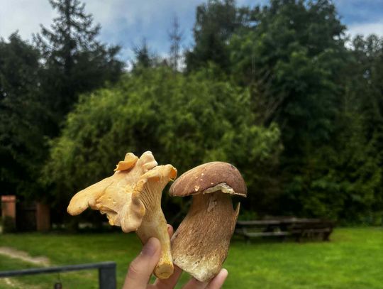 Grzyby po deszczu! Kurki, prawdziwki i smak lata w lesie