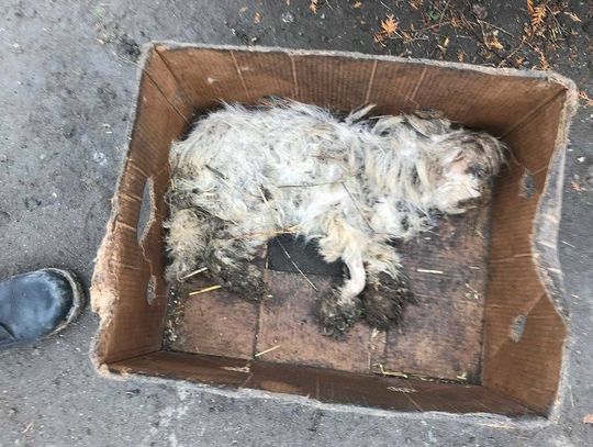 Hodowla śmierci. Szokujące odkrycie w gm. Pelplin