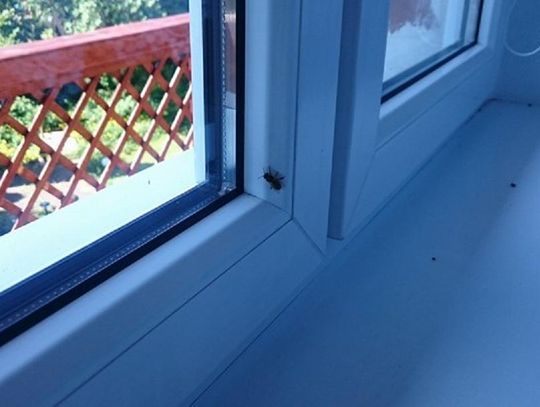 „Kazali mi wyburzyć całą ścianę”. Pszczoły zgotowały piekło 83-latce 