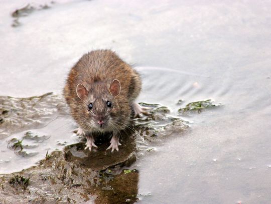Kiedy deratyzacja jest niezbędna?