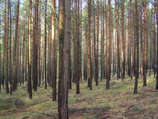 Kolejne samobójstwo? Zwłoki kobiety w lesie