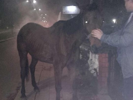 Koń na ulicy Zblewskiej. Zwierzę biegało ulicami miasta. W pościg ruszył jeden z mieszkańców 