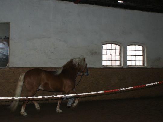 Konie, dumne konie, trzeba je kochać