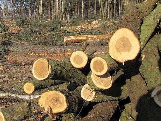 Kradł drewno z lasu. Złapany na gorącym uczynku