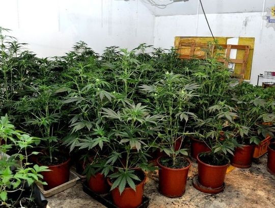 Kradli prąd i prowadzili uprawę konopi indyjskich ZDJĘCIA, FILM