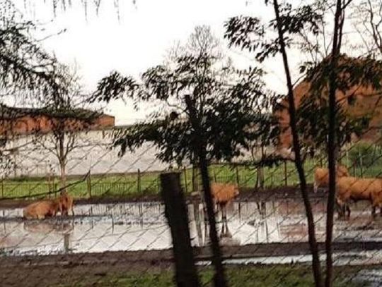 Krowy brodzą w błocie. Czy dyrekcja szkoły coś z tym zrobi?! 