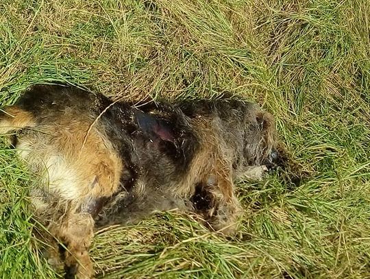 Kto bestialsko zamordował psa?! Policja i obrońcy zwierząt szukają sprawcy 