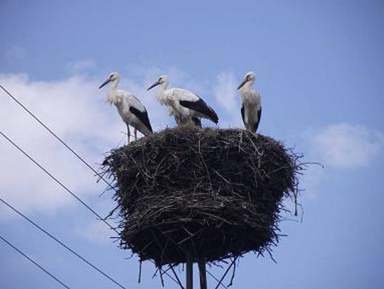Którą miejscowość  upodobały sobie bociany? 