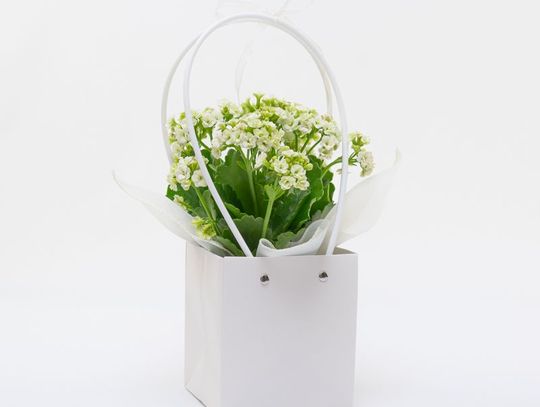 Kwiaty, które nie przemijają – odkryj niezwykłą ofertę hurtowni florystycznej