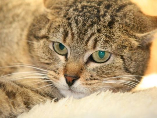 Lajla błaga o dom - szukamy domu dla kotki