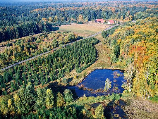 LAS - CZŁOWIEK – DREWNO. Leśnictwo w lasach wejherowskich