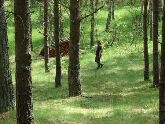 „Las został wycięty w pień”. Wycinka drzew zbulwersowała Czytelników  