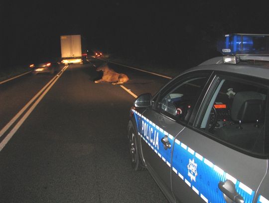 Łoś na A1 - pasażerowie w szpitalu!