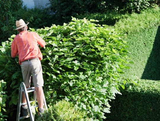 Męczą Cię ręczne sekatory? Sprawdź, jak przyspieszyć cięcie roślin