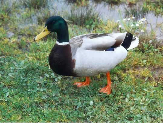  Nad rzeczką... mieszkała kaczka. Co jest przyczyną zablokowania jednego pasa jezdni na drodze nr 222? 